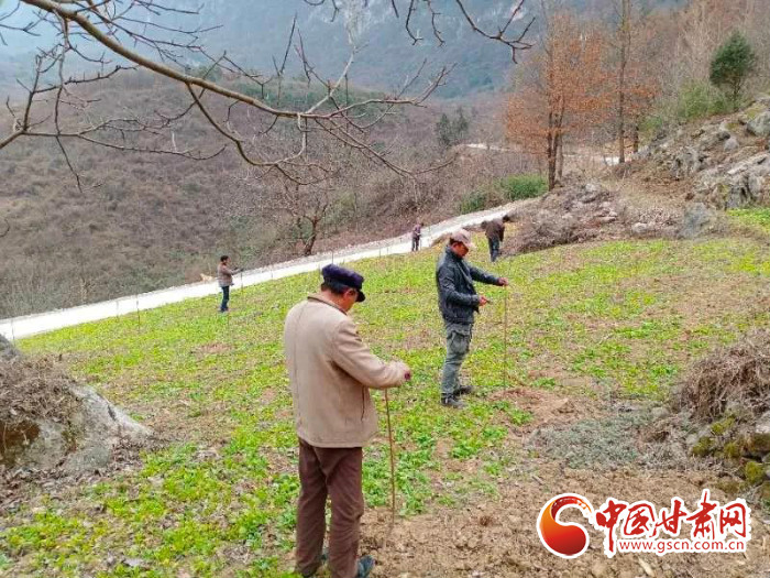 【甘肅全民戰(zhàn)“疫”】戰(zhàn)“疫”中，隴南稻坪的春天