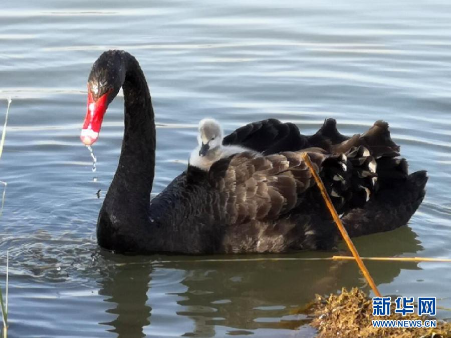 萌化了！黑天鵝寶寶出窩“游湖”