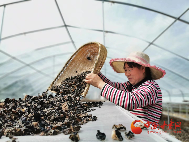康縣：木耳菌袋結(jié)出脫貧致富的“幸?；ā?>
        </a><em>康縣：木耳菌袋結(jié)出脫貧致富的“幸?；ā?/em></li>
    <li><a  target=