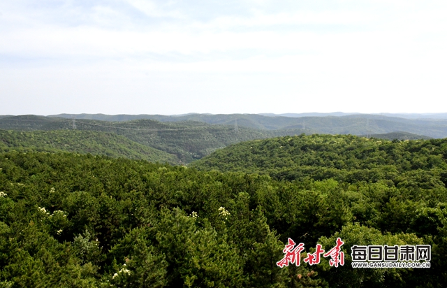 【甘肅生態(tài)環(huán)保媒體行】子午嶺深處，一家三代人用生命守護(hù)黃土高原的“天然生態(tài)屏障”