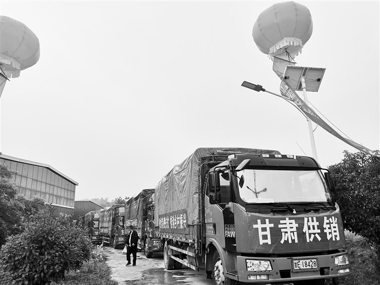 天水花牛蘋(píng)果熱銷廣州