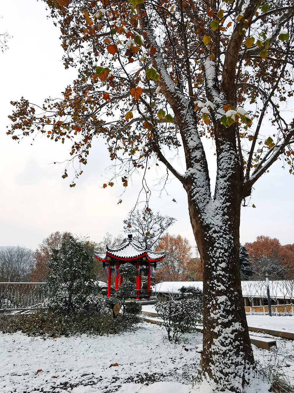 高清大圖|天水弘文園初雪，你喜歡嗎？