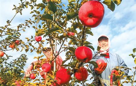 從培育產(chǎn)業(yè)到制定標(biāo)準(zhǔn)的飛躍 ——靈臺(tái)縣推進(jìn)蘋果產(chǎn)業(yè)轉(zhuǎn)型升級紀(jì)實(shí)