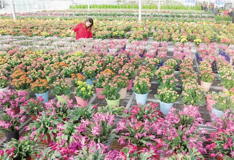 臨夏縣20多萬(wàn)株水仙花、杜鵑、蝴蝶蘭等60多種花卉競(jìng)相綻放