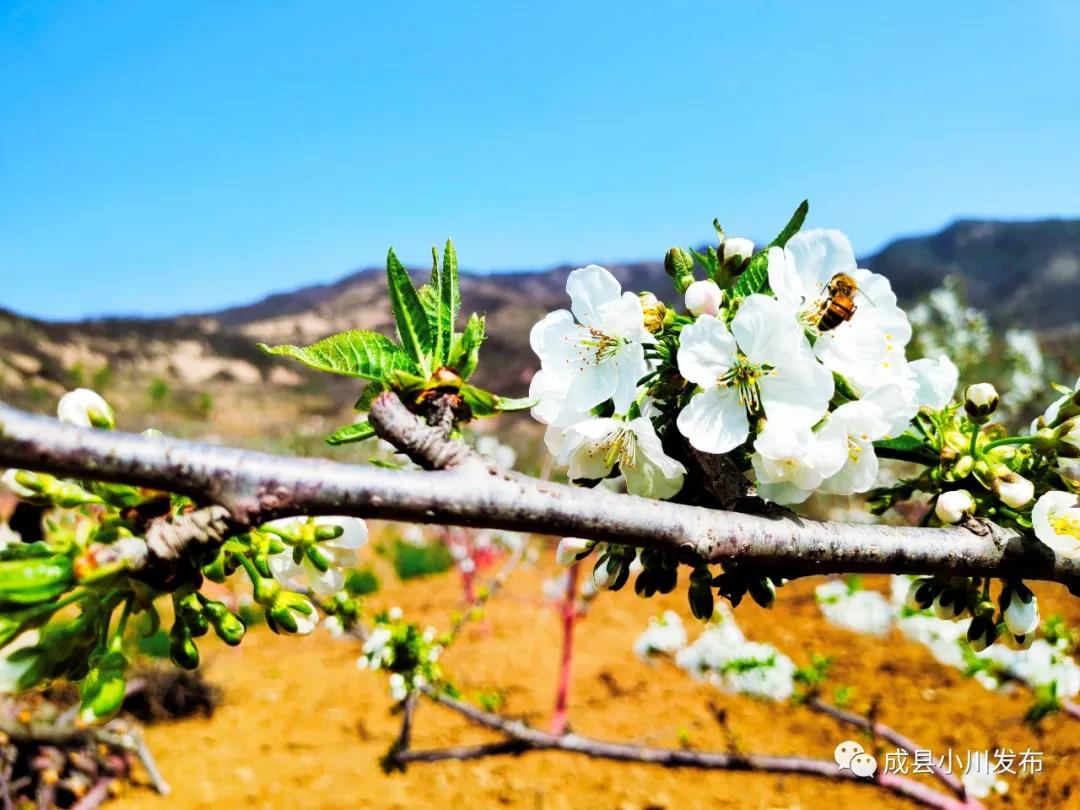 櫻花盛開(kāi)，小川西狹等您來(lái)踏青、賞花！
