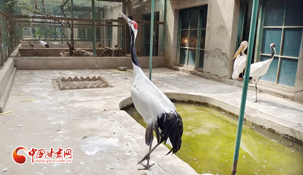 蘭州公安提醒市民：非緊急非必要，不出境