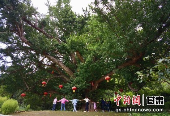 隴南徽縣境內(nèi)最古老的銀杏樹(shù)。當(dāng)?shù)貍髡f(shuō)，它已有千年樹(shù)齡。（資料圖）殷春永 攝