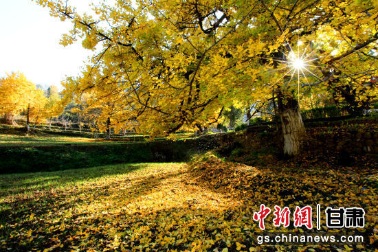 隴南徽縣銀杏樹(shù)最美的時(shí)候，當(dāng)屬每年的10月至11月。圖為樹(shù)葉已染黃的銀杏樹(shù)。張承榮 攝