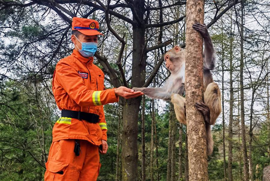 【甘快看】嗨！你好！甘肅隴南森林消防員巡護(hù)途中偶遇野生獼猴群