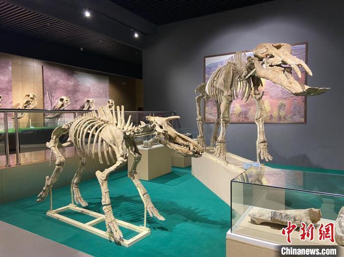 圖為5月底，和政縣古動物化石博物館內(nèi)修復(fù)后的古生物化石?！「哒?攝