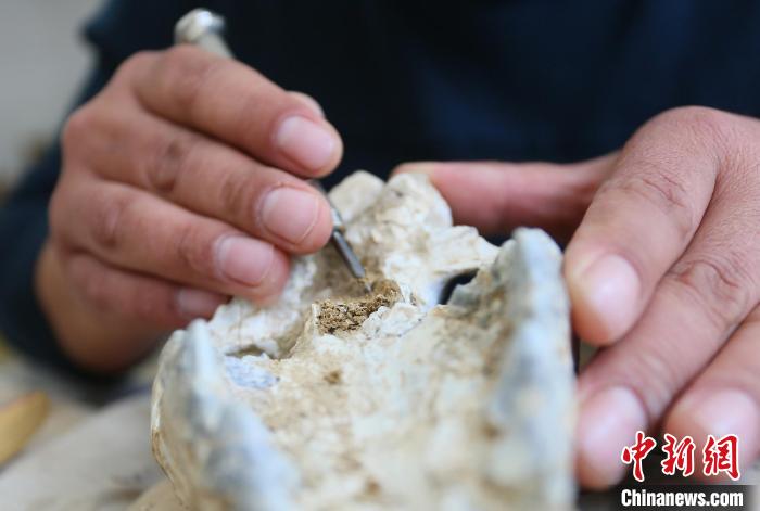 2022年6月，在和政古動(dòng)物化石博物館內(nèi)，古生物化石修復(fù)師對(duì)化石進(jìn)行修復(fù)。(資料圖) 高展 攝