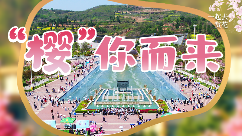 海報|春色爛漫，一組海報“云賞”櫻花盛開