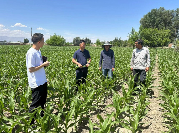 臨澤縣蓼泉鎮(zhèn)紀(jì)委工作人員深入田間地頭，現(xiàn)場(chǎng)了解玉米制種長(zhǎng)勢(shì)和產(chǎn)業(yè)發(fā)展情況。.jpg