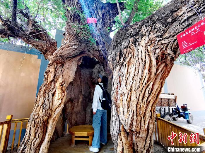 青海海東市阿河灘地質(zhì)文化村：古樹新枝、丹山碧水