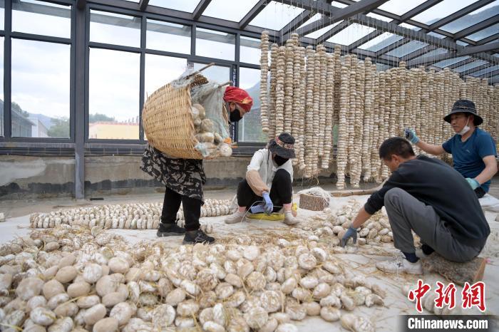 5月10日，甘肅省甘南藏族自治州迭部縣一青稞酒廠，工作人員用青稞面和青稞草等制成的曲坯用繩子串起來，方便掛起來曬干。九美旦增　攝