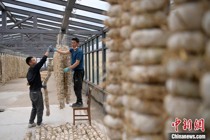 圖為5月10日，工作人員將用青稞面和青稞草等制成的曲坯用繩子串起來晾曬。九美旦增　攝