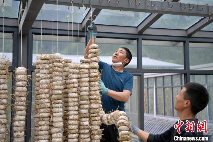 圖為5月10日，工作人員將用青稞面和青稞草等制成的曲坯用繩子串起來晾曬。九美旦增　攝