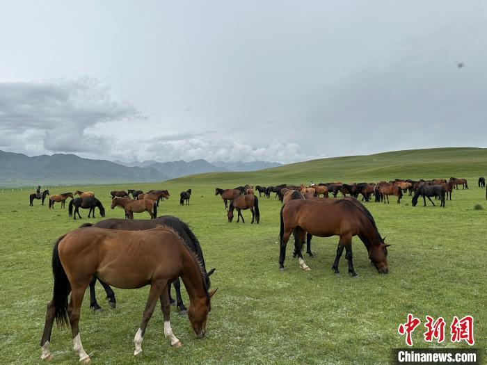 7月中旬，在山丹馬場草原上吃草的“山丹馬”?！〈魑牟?攝